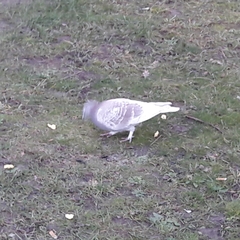 Columba livia domestica