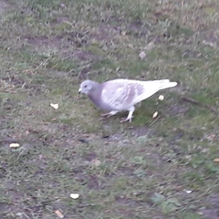 Columba livia domestica