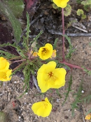 Eulobus sceptrostigma