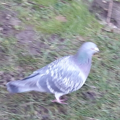 Columba livia domestica