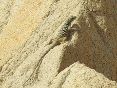 Petrosaurus thalassinus