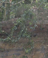 Freycinetia scandens