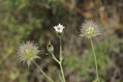 Pterocephalus plumosus