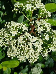 Photinia