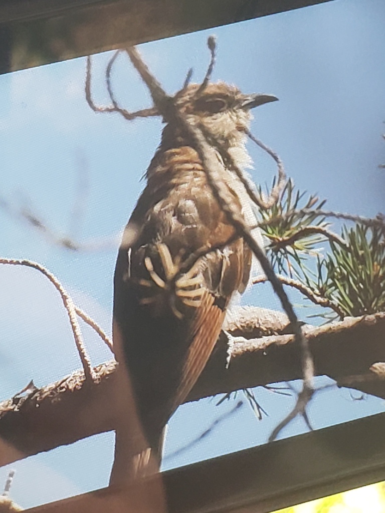 Black-billed Cuckoo from Algoma District, ON, Canada on August 27, 2023 ...