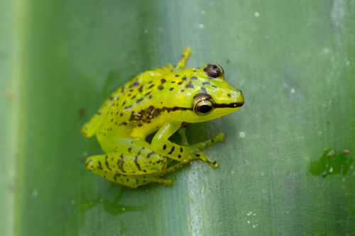 Pandanus Frog