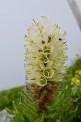 Campanula thyrsoides