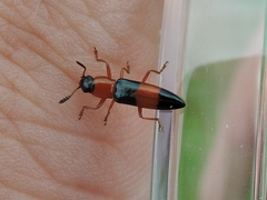 Languria trifasciata
