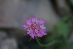Scabiosa owerinii