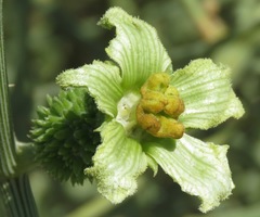 Acanthosicyos horridus