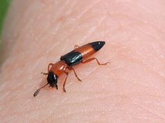 Languria trifasciata