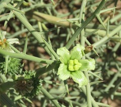 Acanthosicyos horridus