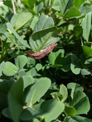 Lepidoptera