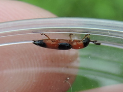 Languria trifasciata