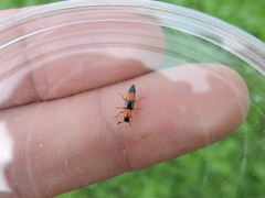 Languria trifasciata