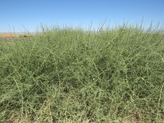 Acanthosicyos horridus