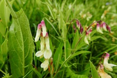 Lathyrus laevigatus occidentalis