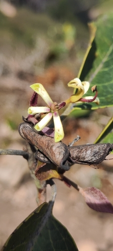Cholguan
