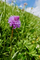 Traunsteinera globosa