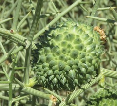 Acanthosicyos horridus