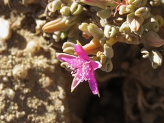 Sesuvium sesuvioides