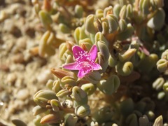 Sesuvium sesuvioides