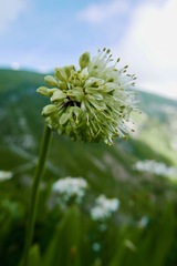 Allium victorialis