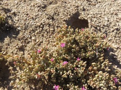 Sesuvium sesuvioides