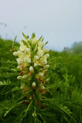 Pedicularis foliosa