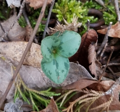 Trillium decumbens