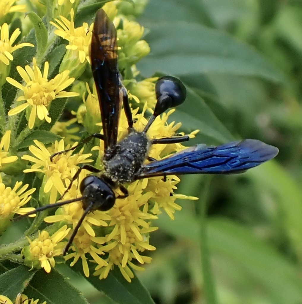 Grasscarrying Wasps from Eupora, MS, US on August 27, 2023 at 0618 AM