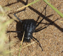 Onymacris
