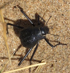 Onymacris