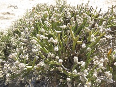 Arthraerua leubnitziae