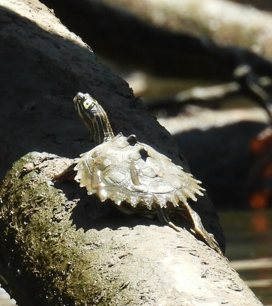 Black-knobbed Map Turtle in August 2023 by Jeff Garner · iNaturalist