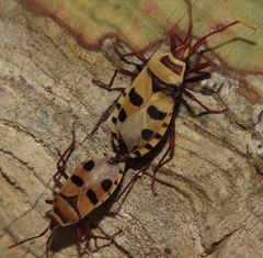 Probergrothius angolensis