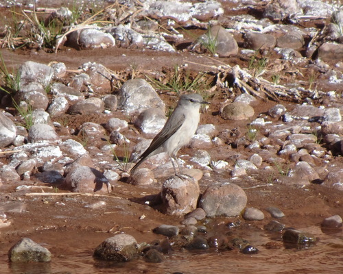 Rufous-naped Ground-Tyrant (pallidiceps)