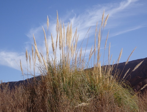 Cortaderia atacamensis (Cortaderia atacamensis)