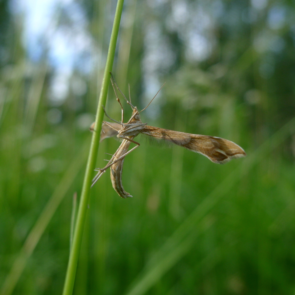 Gillmeria