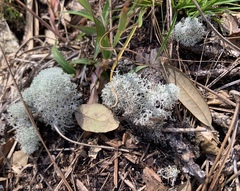 Cladonia evansii