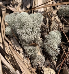Cladonia evansii