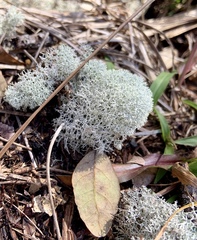 Cladonia evansii