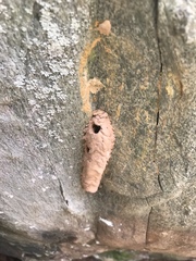 Sceliphron caementarium