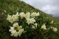 Rhododendron caucasicum