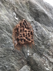 Sceliphron caementarium