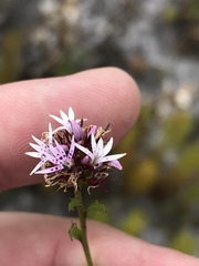 Lobelia jasionoides