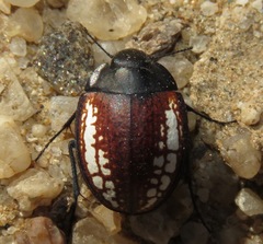 Zophosis amabilis