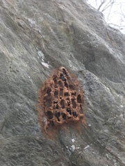 Sceliphron caementarium