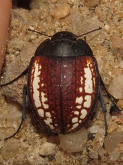 Zophosis amabilis