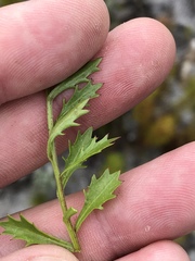 Lobelia jasionoides